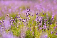 Naturerlebnis YOGA - YOGA-Wochenenden rund um Marburg, Gladenbach und Dillenburg